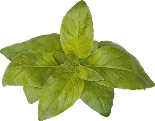 Click And Grow Click &amp; Grow siemenet smart pottiin - Lemon Basil (SGR100X3) 3kpl.