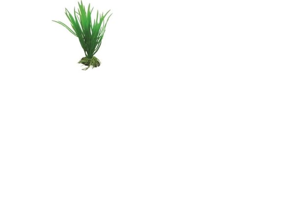 Hobby Dekorväxt Cyperus 16cm 16cm
