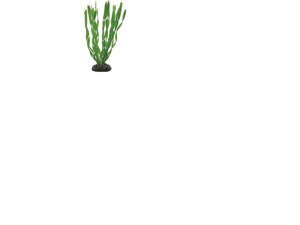Hobby Dekorväxt Vallisneria 20cm 20cm