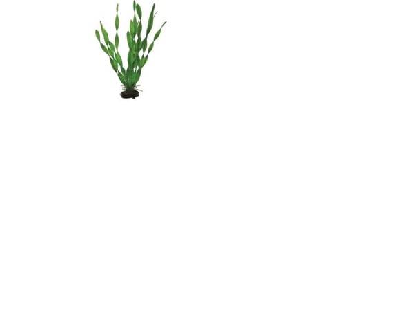 HOBBY Vallisneria, 34cm
