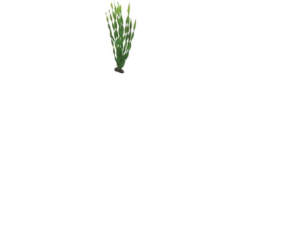 HOBBY Vallisneria 46cm