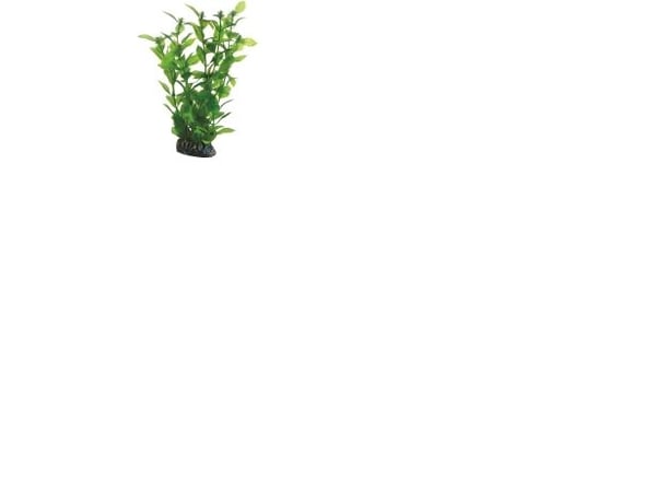 Hobby Dekorväxt Hygrophila 20cm 20cm