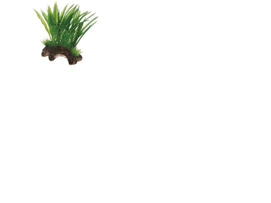 HOBBY Flora Root 1 S 17cm 17cm 17cm