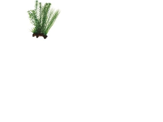 HOBBY Flora Root 2 L 30cm 30cm