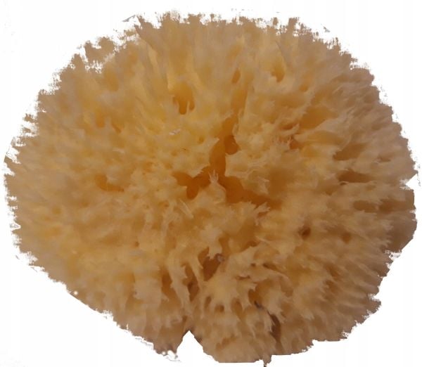 Babu® luonnollinen sieni nro 12