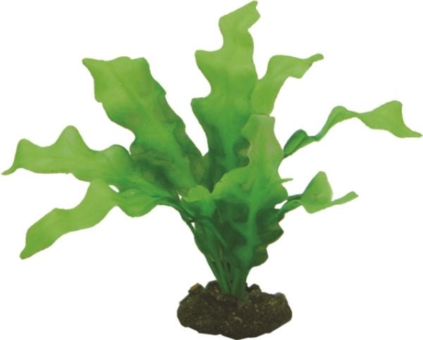Hobby Dekorväxt Echinodrus 20cm 20cm