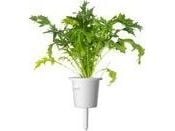 Click Grow Click &amp; Grow Smart Refill Mizuna 3kpl