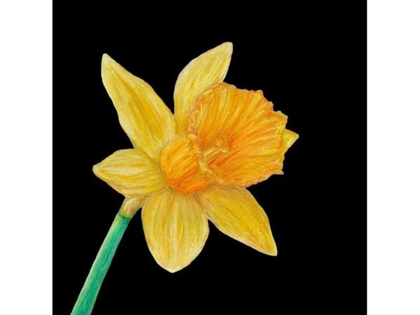 Kort med konvolutt SB13 Narcissus