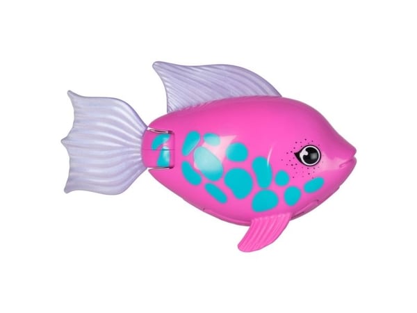 Rainbow Reef Fish - Rainbow Fish