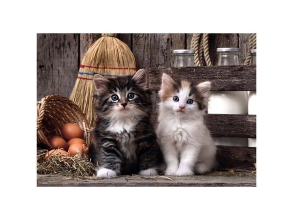Clementoni Puzzle Compact Lovely Kittens 1000 brikker (39943)