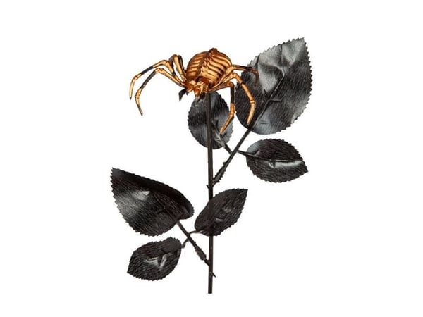 Spindelblomma