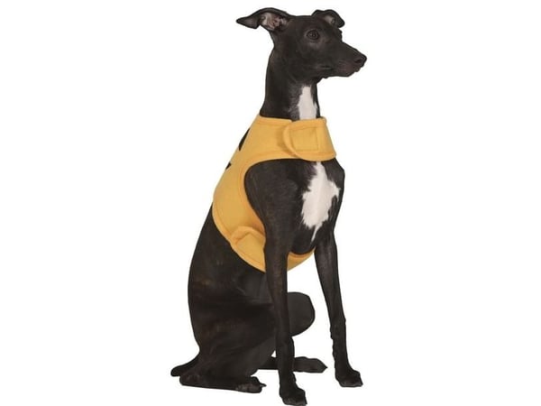 Pumpa-kostym för hund