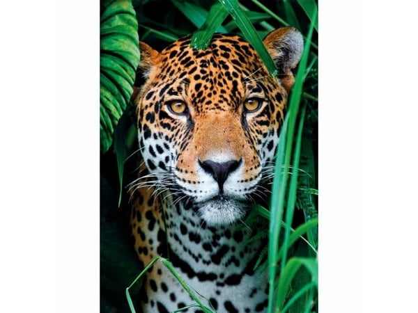 Clementoni High Quality Collection Jaguar in the Jungle, 500 stykker, Dyr, 18 år