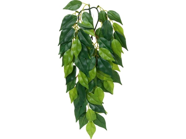 Hagen EXOTERRA plante FICUS S