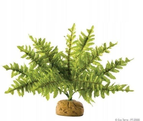 HAGEN HAG.ROSL.D/TERRA RAINFOREST BOSTON FERN 22CM 2990 - 58780