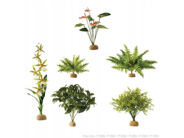 HAGEN HAG.ROSL.D/TERRA RAINFOREST BOSTON FERN 22CM 2990 - 58780