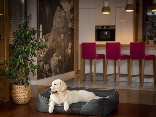 Hobbydog L COMFORT svart EKOLEN