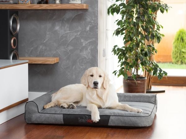 Hobbydog Bed Best Mørk grå ekolen, XXL