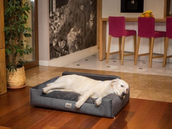 Hobbydog Lagowisko Glamour New, black fancy, str XL