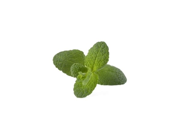 Click & Grow SGR79x3, Syötävä kasvi, Apple mint, Aloituspakkaus, 7 - 14 päivää, 18 - 30 °C, 3 kpl
