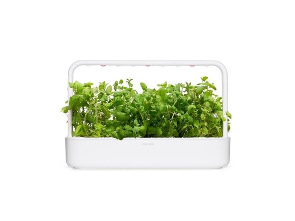 Click & Grow SGR79x3, Syötävä kasvi, Apple mint, Aloituspakkaus, 7 - 14 päivää, 18 - 30 °C, 3 kpl