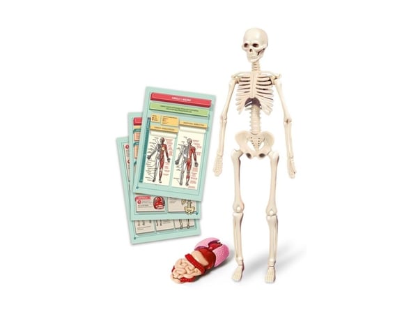 Clementoni pedagogisk spill Human Body Mini