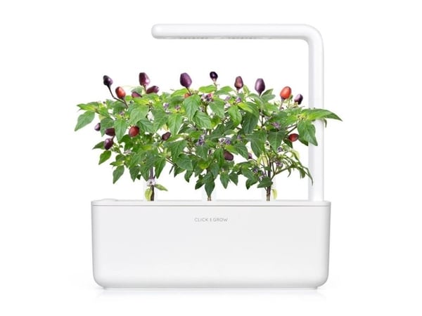 " Click and Grow Smart Garden 9-osainen täydennyspakkaus - violetti chilipaprika sisäkasvatukseen, sisältää runsaasti vitamiineja ja antioksidantteja