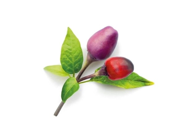 " Click and Grow Smart Garden 9-osainen täydennyspakkaus - violetti chilipaprika sisäkasvatukseen, sisältää runsaasti vitamiineja ja antioksidantteja
