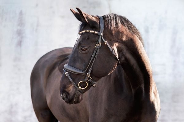 JACSON Dre hodelag Cleveland Black P