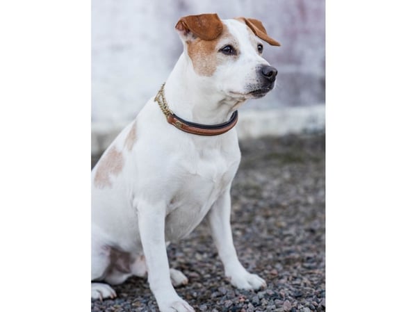 JACSON Halsb Halvstr Asti brun 45 cm
