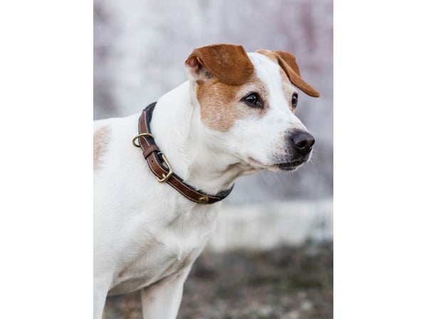 Jacson London Hundhalsband Brun 50cm 50cm