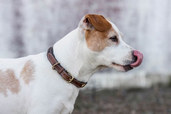 Jacson London Hundhalsband Brun 50cm 50cm