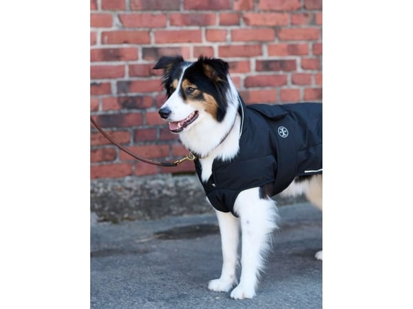 Jacson Squeaky Hundedekke Svart 25cm 25cm