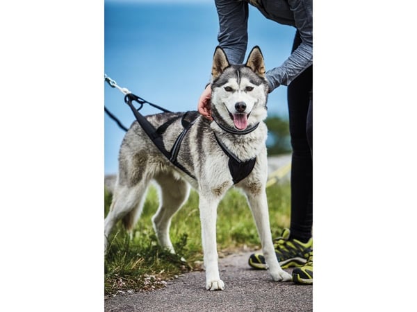 Kennel Equip Nome Active Hundsele Svart Xxl