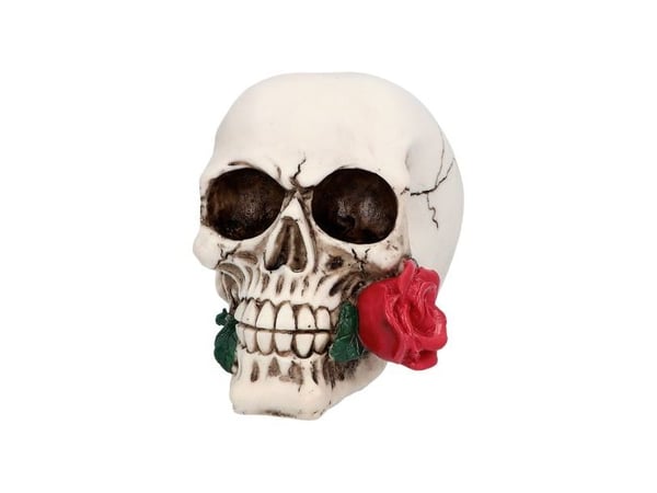 Casanova kranie med rose