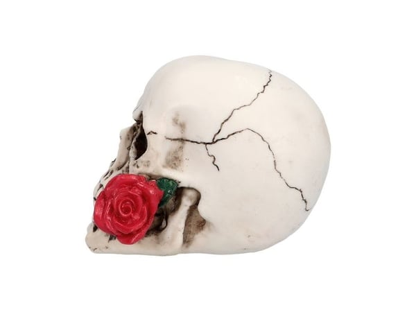 Casanova kranie med rose