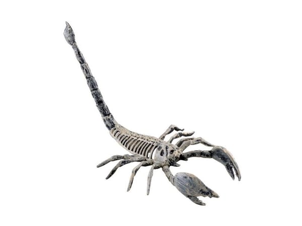 Skorpionin luuranko, 25 cm Skorpionin luuranko, 25 cm