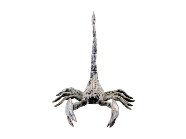 Skelett av skorpion, 25 cm