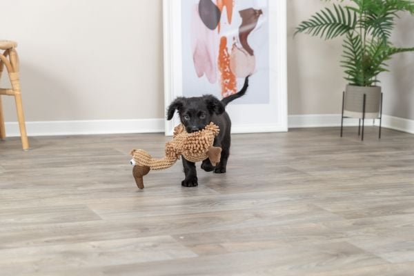 TRIXIE Vulture Gustav Dog Toy, Hund, Plysjleke, Brun, Stoff, Plysh, 240 mm