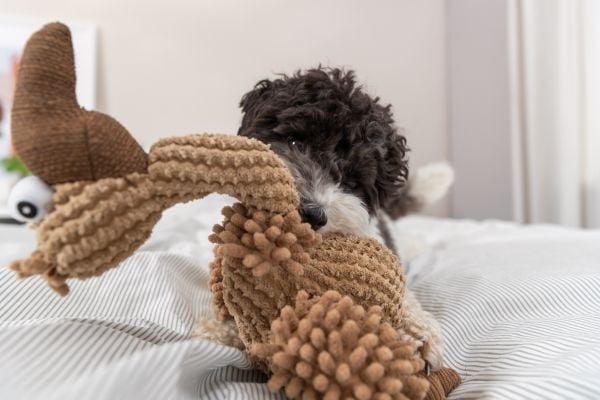 TRIXIE Vulture Gustav Dog Toy, Hund, Plysjleke, Brun, Stoff, Plysh, 240 mm