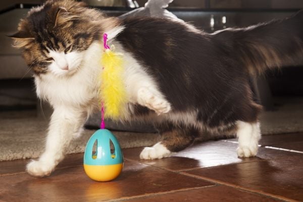 DOGMAN Katteleke aktivitet egg 25,5cm
