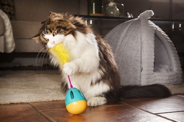 DOGMAN Katteleke aktivitet egg 25,5cm