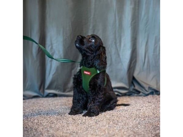 Dogman Air Mesh Step-in-sele i mesh olivengrønn Xxs