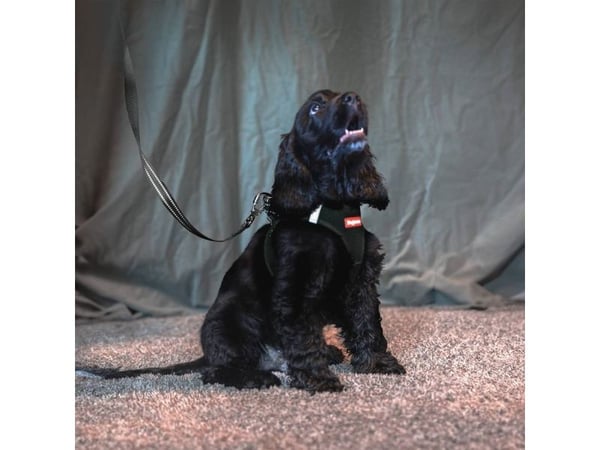Dogman Air Mesh Vadderat Koppel Svart