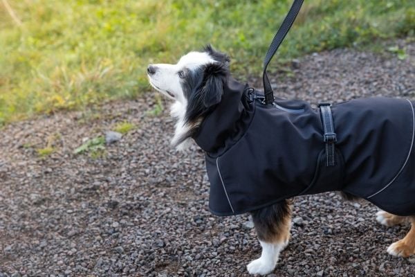 Dogman Softshell Hundtäcke Svart 55cm