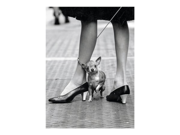Clementoni Life Magazine - Chihuahua - puslespill - 1000 deler
