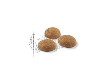 Royal Canin Active Life Outdoor, Voksen, Alle hunderaser, Fjærfe, 4 kg, Antioksidanter medfølger
