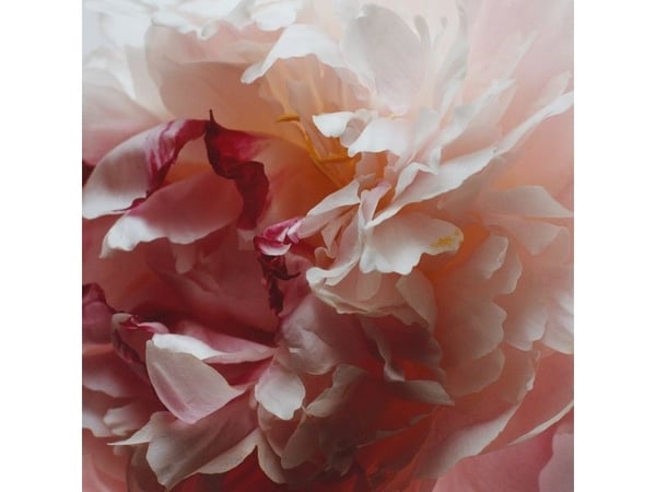 Jo Malone Peony & Blush Suede Eau de Cologne 100 ml (nainen)