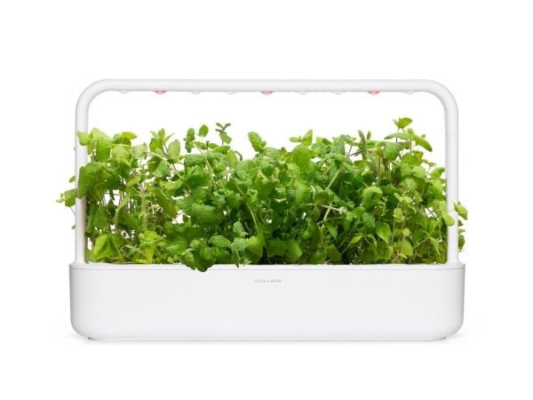 Click & Grow SGR79x3, Syötävä kasvi, Apple mint, Aloituspakkaus, 7 - 14 päivää, 18 - 30 °C, 3 kpl