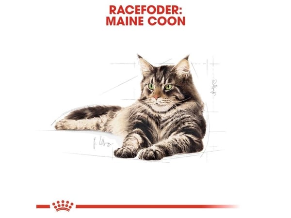 Royal Canin Maine Coon, Voksen, Maine coon, 4 kg, Antioksidanter medfølger